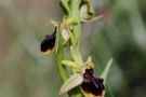 Ophrys mammosa